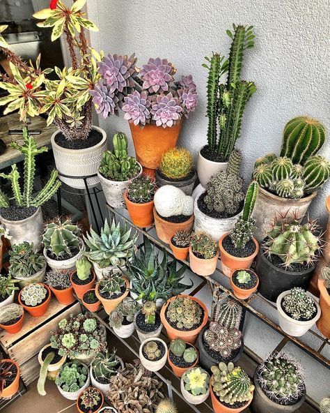 20+ DIY-kaktusar och suckulenta trädgårdsdekorationer |  Kaktusar och.