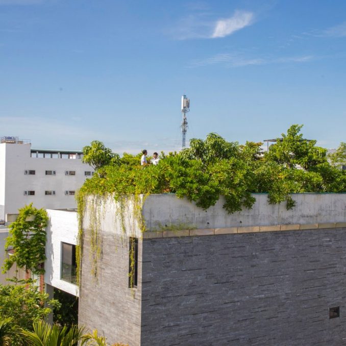 Vo Trong Nghia planterar fruktträd på taket till ett hus i.