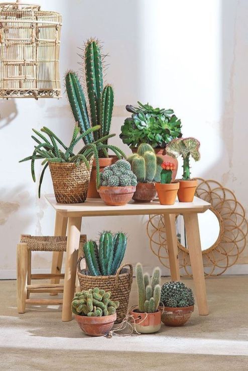 Söta kaktusdekoridéer för ditt hem 12 |  Växter, växtdekor.