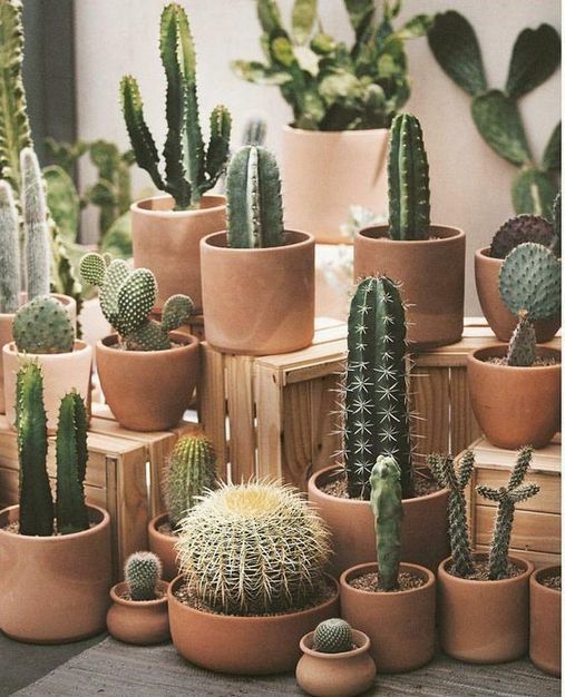 Kaktus heminredning idéer